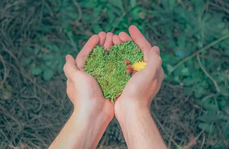 Man holding leaves in his hands - leave no trace