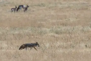 Lone coyote without his pack
